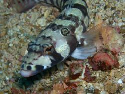 Lizardfish Dive Site Mainit Anilao Batangas by Ernesto Yu 